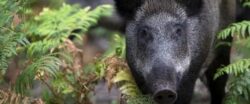 Mistretii radioactivi de la Cernobil au ajuns in nordul Italiei