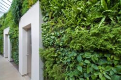 Sase motive pentru a planta pereti verzi
