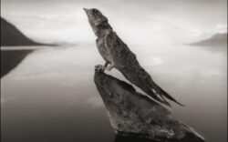 Lacul unde animalele mor la prima atingere a apei