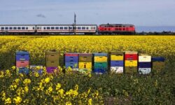 Intoxicatia cu pesticide a albinelor