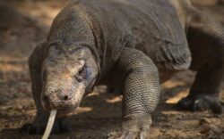 "Reptilele ar putea mosteni Pamantul." Specia capabila sa supravietuiasca unei catastrofe globale