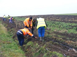 CJA si-a pus in practica proiectul verde: primele salcii energetice au fost plantate intre Semlac si Seitin