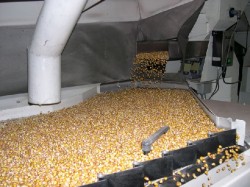 Fermierii braileni au cerut o derogare de la directiva UE care interzice anumite pesticide pentru tratarea semintelor