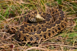 Sa fie oare acesta sfarsitul pentru vipera de faneata?