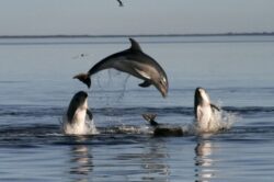 Cercetatorii au descoperit o noua specie de delfini