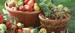 Elvetienii de la ferma ecologica BioFarmland ne invata despre etica si patriotism in agricultura