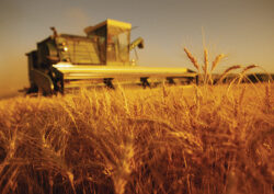 Schimbarile climatice dau batai de cap agricultorilor doljeni