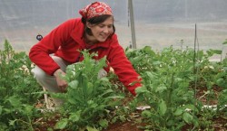 Guvernul a aprobat ajutoare pentru agricultura ecologica, albine, berbeci si juninci de rasa