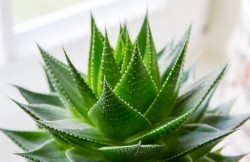 Care sunt plantele de interior care ajuta cel mai mult la purificarea aerului din spatii inchise.