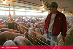 Bacteriile rezistente la antibiotice se pot transmite prin contactul direct cu animalele infectate, dar si prin consumul de carne