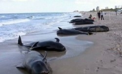Dezastru in Noua Zeelanda: 39 de balene esuate