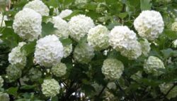 In parcurile din Chisinau au inflorit calinul si caprifoiul. "Natura are planurile sale"