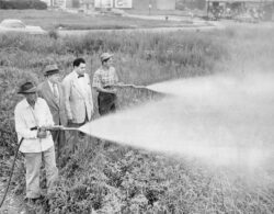 Insecticidul DDT poate dezvolta boala Alzheimer