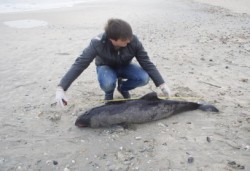 Proiect de salvare a delfinilor de pe coasta romaneasca