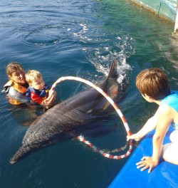 Un mare mister biologic al balenelor si delfinilor a fost descifrat