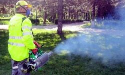 In Bucuresti s-ar putea infiinta un serviciu public de salubrizare, dezinsectie si deratizare