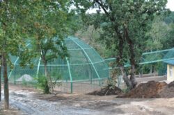 Galatiul ar putea avea singurul papilonariu din tara