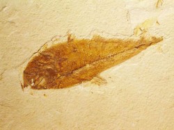 Stramosul comun al pestilor si al animalelor terestre a fost identificat