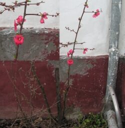 In Timis, graul are deja 40 de centimetri, iar intr-o curte a inflorit un gutui japonez