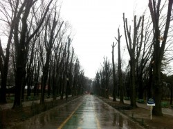 Garda de Mediu a stopat tunderea copacilor din Parcul Herastrau. Primaria Capitalei a taiat ilegal 83 de arbori