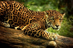Brazilia: Disparitia jaguarilor pune in pericol existenta padurii tropicale atlantice