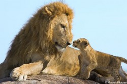 In Africa occidentala mai exista doar 250 de lei adulti. Supravietuirea speciei este serios amenintata