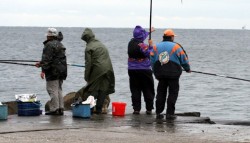 Marea Neagra revine la viata. Specii disparute de pesti repopuleaza marea