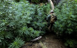 Unda verde pentru cultivarea si comercializarea marijuanei in Colorado