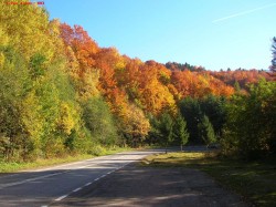 Perdele forestiere pe drumurile din Maramures