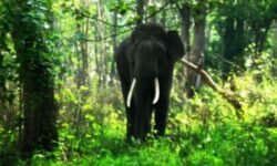 Timp de cateva decenii un indian a impadurit 550 de hectare
