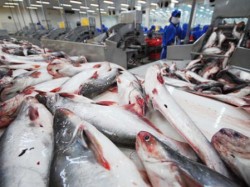 Pestii Pangasius sunt crescuti in raul Mekong, unul dintre cele mai poluate rauri de pe planeta