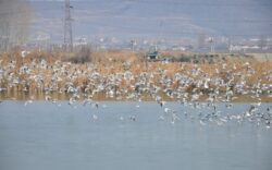 Finalizarea Programului de educatie ecologica 'Iubeste pasarile - respecta biodiversitatea judetului tau'