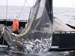 Comisar UE: Pescuitul ilegal reprezinta in continuare o problema in Marea Neagra