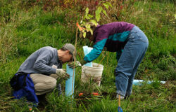 Campanie de plantare la Suceava in perioada februarie - aprilie 2014