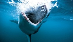 Conferinta intitulata „Gigantii Oceanelor” la Antipa