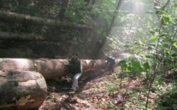 Ancheta Romsilva la Ocolul Silvic Livada: Gheorghe Bonat si complicii au exploatat ilegal lemn de circa 100.000 de euro