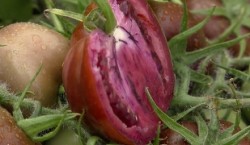 Rosia mov anti-cancer: leguma super-sanatoasa inventata de cercetatorii britanici!