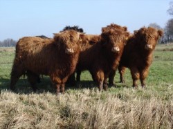 Cercetatorii au gasit o alta intrebuintare gunoiului de grajd. Apa curata din balegar de vaca