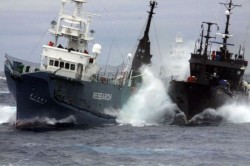 Nava cu activisti lovita intentionat de un pescador japonez