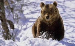 In 2 februarie ursul ne spune cat de lunga va fi iarna