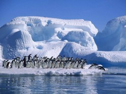 Antarctica: 150.000 de pinguini Adelie au murit dupa ce un iceberg gigant le-a blocat colonia