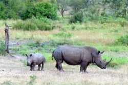Masacrul rinocerilor albi din Africa de Sud. Braconierii au dat din nou iama in exemplarele din Parcul National Kruger