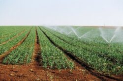 APIA: Doar agricultorii care respecta normele de mediu, sanatate, bunastarea animalelor si protectia plantelor pot primi sprijin financiar