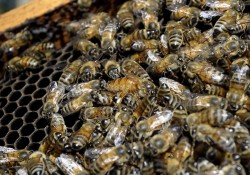 Rezultatele unui studiu: pesticidele reduc capacitatea de munca la albine lucratoare si forteaza stupii sa flamanzeasca
