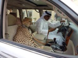 Autoritatile arabe vor sa interzica saracilor sa mai detina masini