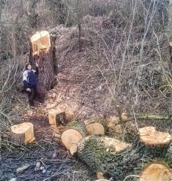 Inspectorii silvici suceveni au intocmit 6 sesizari penale pentru doborari ilegale de arbori