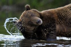 baloo