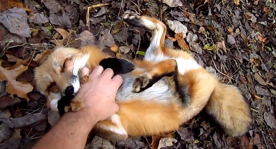 De ce au animalele abdomene albe si moi?