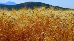 Specialistii estimeaza necesitatea dublarii productiei de cereale in urmatorii ani