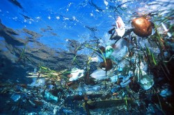 Incepe competitia filmelor eco despre problema deseurilor marine